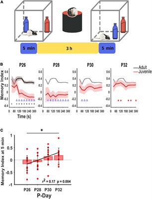 Cortico-Hippocampal Oscillations Are Associated With the Developmental Onset of Hippocampal-Dependent Memory